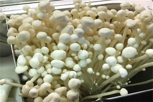 金针菇